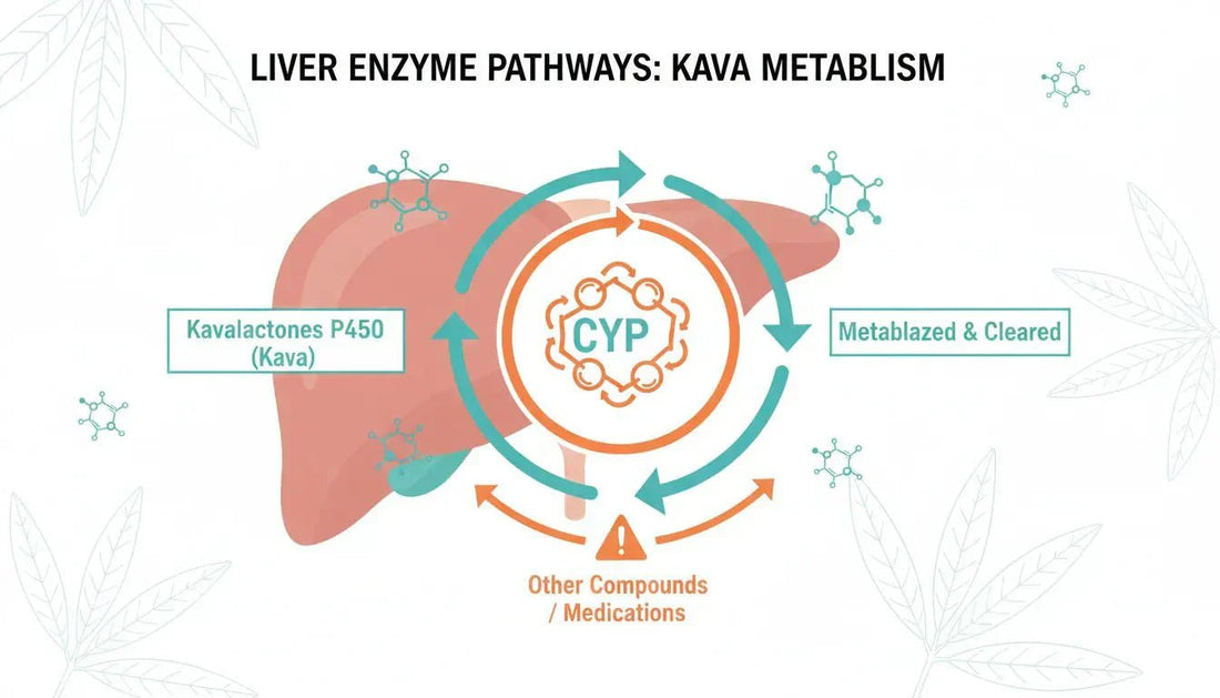 Kava Drug Interactions: Complete Safety Guide for Responsible Use - Kava Krave