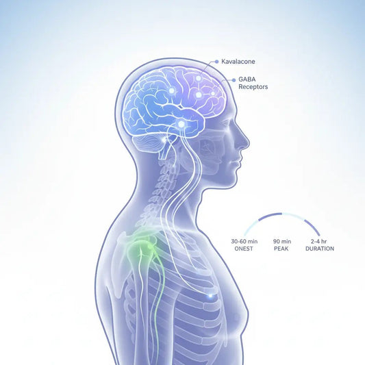 The Science Behind Kava: How Kavalactones Create Natural Relaxation - Kava Krave